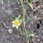 Sida spinosa Flower