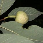 Annona pruinosa Fruto