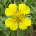 Potentilla erecta Flower