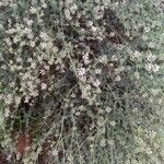 Dorycnium pentaphyllum Flor