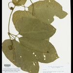 Gurania bignoniacea List