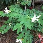 Bauhinia forficata 整株植物