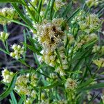 Baccharis salicina Yeri