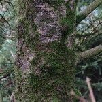 Abies procera Bark