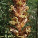Orobanche artemisiae-campestris Floare