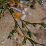 Silene sericea Leaf