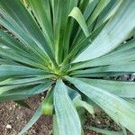 Yucca filamentosa叶