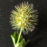 Trifolium lappaceum Квітка