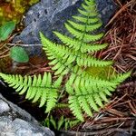 Gymnocarpium robertianum Leaf