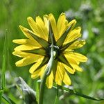 Tragopogon orientalis Flower