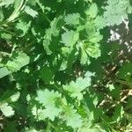 Teucrium lucidum Leaf