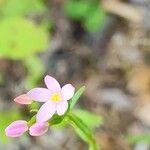 Centaurium erythraeaBlomst