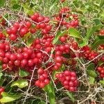 Smilax aspera Fruit