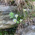 Gagea serotina Fula