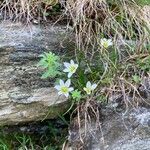 Gagea serotina Flower