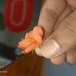 Hibiscus phoeniceus