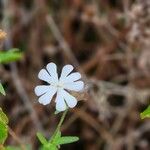 Silene noctifloraFlor