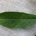Antidesma laciniatum Лист