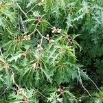 Quercus palustris Ffrwyth