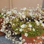 Saxifraga rosacea Кветка