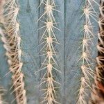 Pilosocereus pachycladus പുറംതൊലി