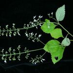 Isodon lophanthoides 形態