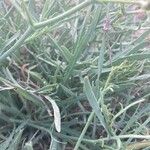 Launaea fragilis Leaf