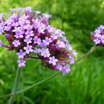 Verbena bonariensis Flower