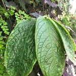Columnea medicinalis 葉