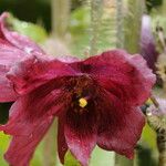 Meconopsis manasluensis Blomma