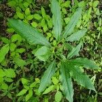 Arisaema dracontium Blatt