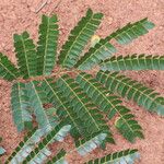 Albizia adianthifolia Delienn