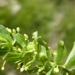 Cruciata glabra Corteza