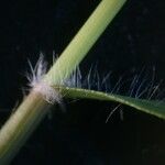 Eragrostis minor Blatt