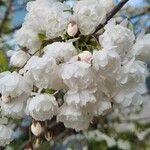 Prunus cerasus Blüte