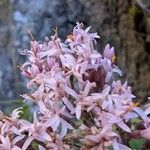 Adenostyles alpina Fula