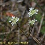 Scandix australis Floare