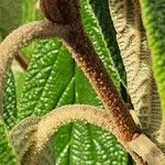 Viburnum rhytidophyllum 樹皮