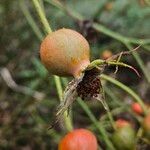 Rosa abietina Fruit