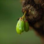 Averrhoa bilimbi ഫലം