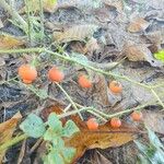 Solanum capsicoides Frukt