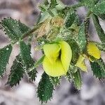 Ononis pusilla Flor