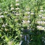 Monarda pectinata Virág
