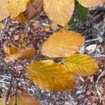 Fagus sylvatica葉