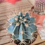 Melocactus azureus Φύλλο