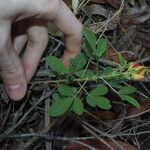 Crotalaria goreensis Buveinė