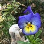 Viola tricolorKvet