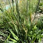 Phleum alpinum 葉