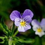 Viola tricolor Alia