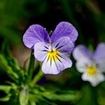 Viola tricolor अन्य